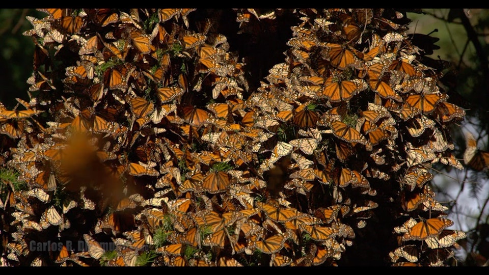 The Butterfly Trees / El Árbol de Mariposas -