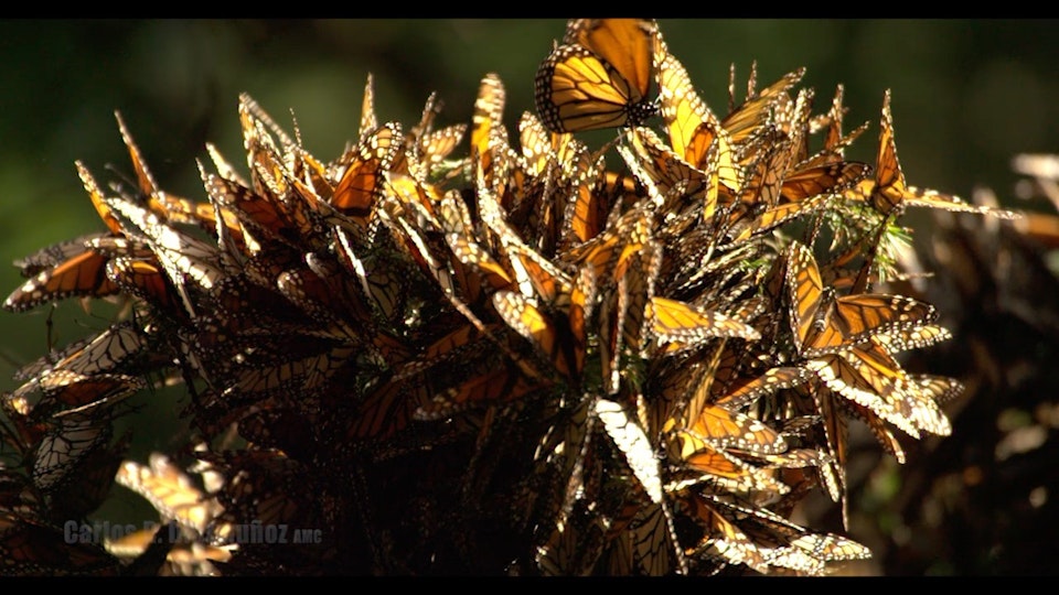The Butterfly Trees / El Árbol de Mariposas -