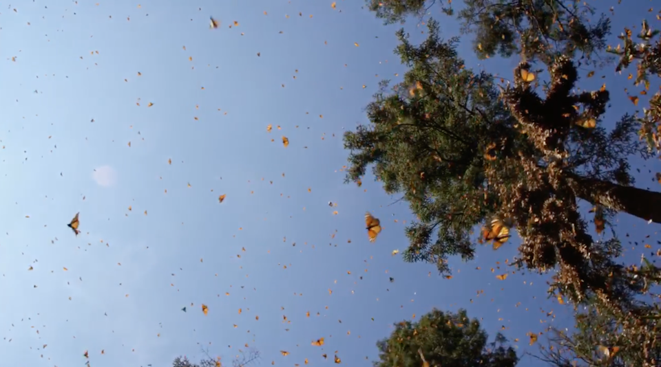 The Butterfly Trees / El Árbol de Mariposas -