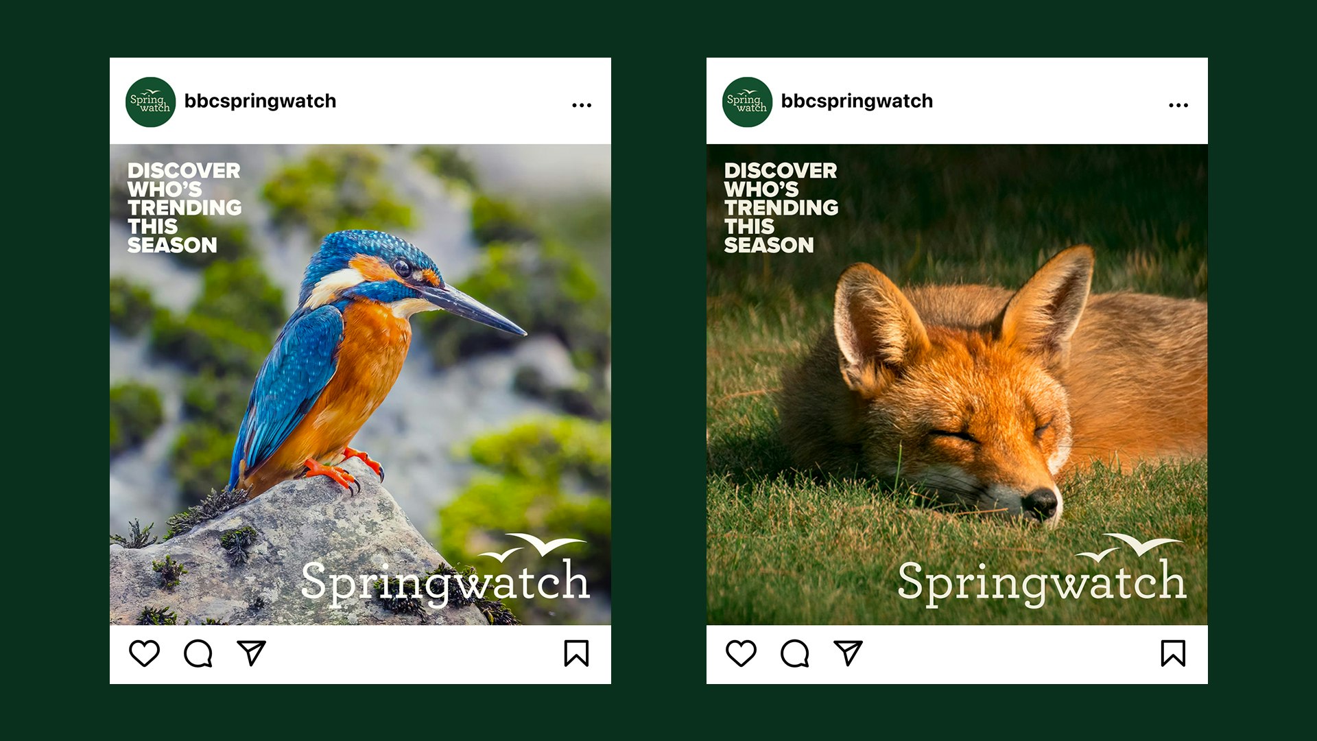 Springwatch – BBC - Gavin Lamb | Design Creative