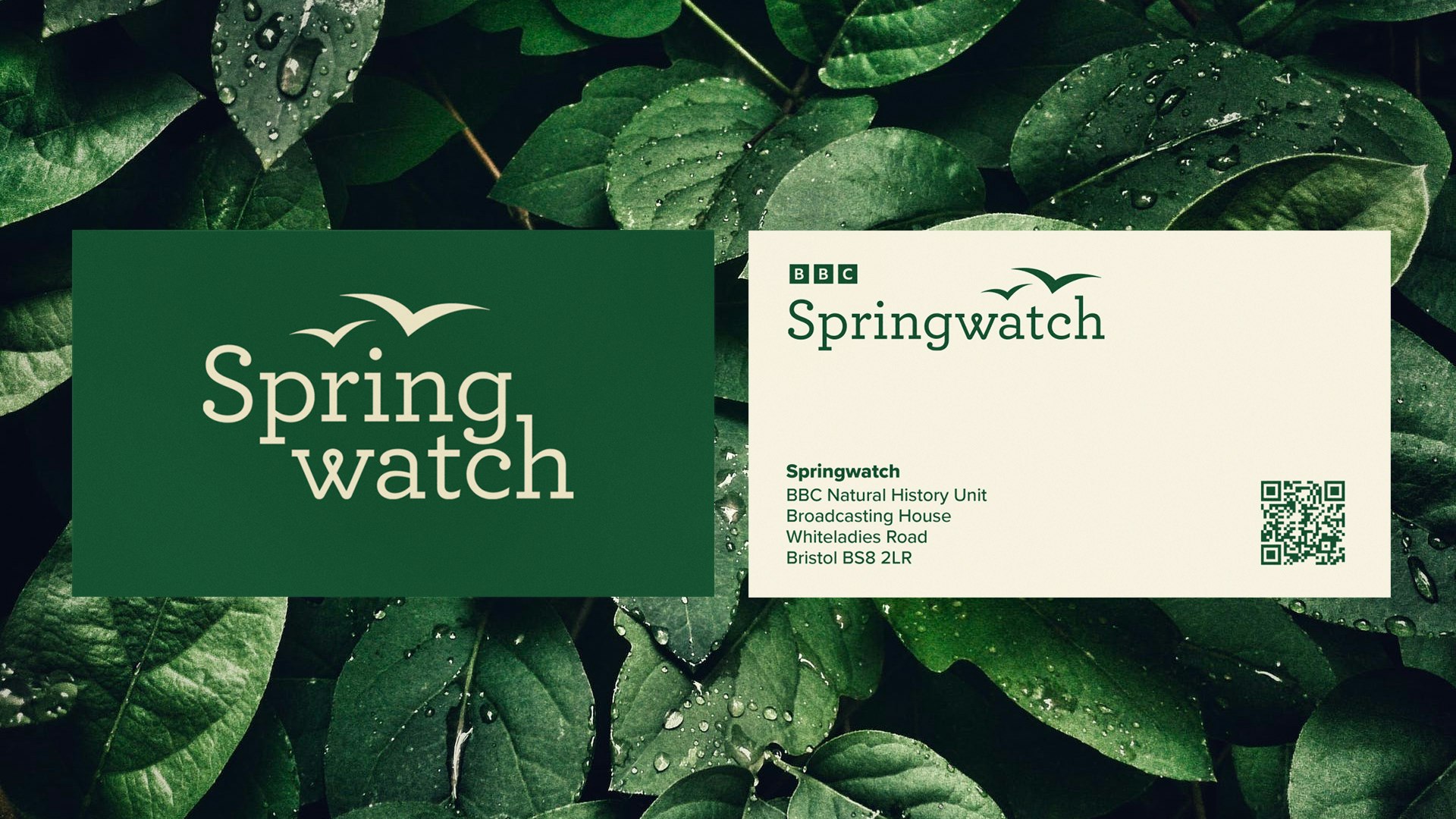 Springwatch – BBC - Gavin Lamb | Design Creative