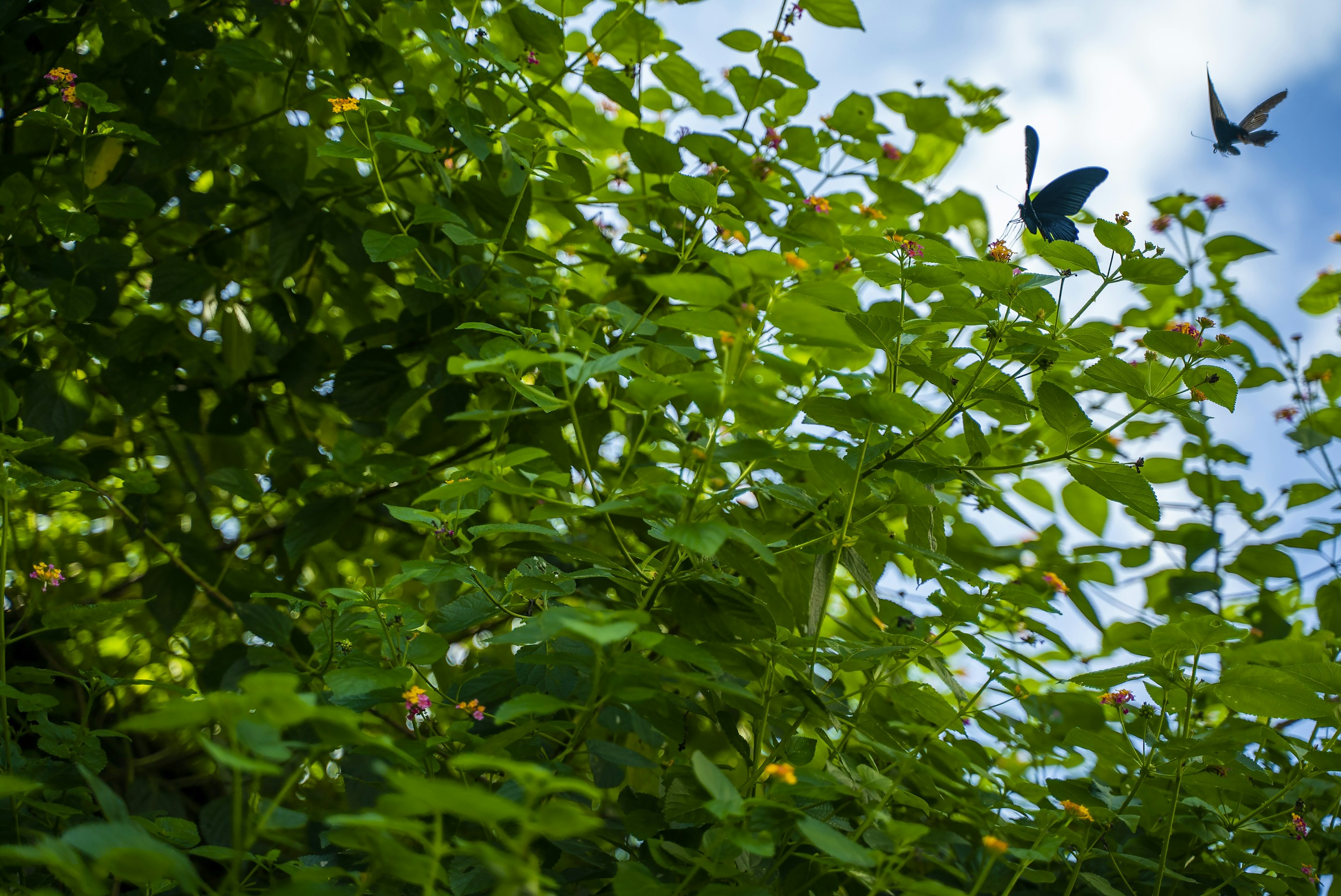 _DSC1517 -