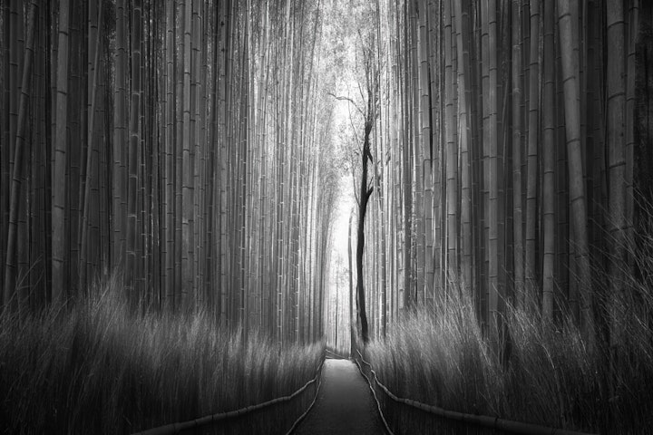 “Bamboo Forest” - Kyoto, Japan - Limited Edition