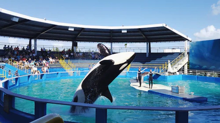 Will There Ever Be Sanctuary For Captive Orcas