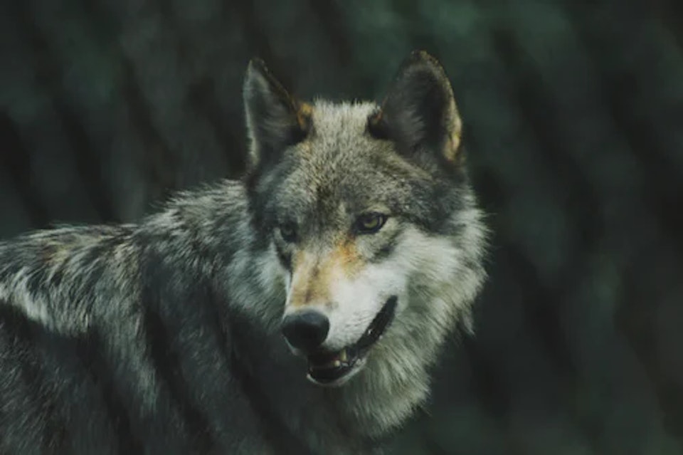 The Killing of the Grey Wolf - All Mighty Pictures - Environmental  Production Company