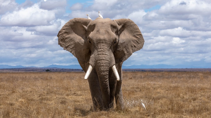 UK Still Trading In Ivory After The 2018 Ban