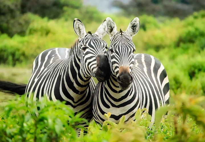 Why Zebras Have Stripes?