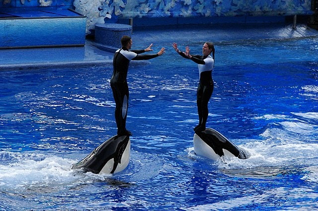 Will There Ever Be Sanctuary For Captive Orcas