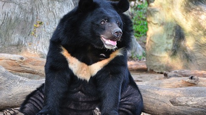 The Plight Of The Asiatic Bear