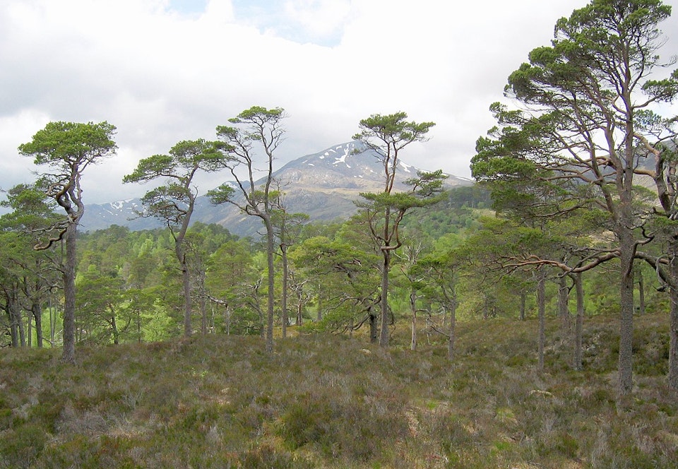 Rewilding Caledonian Forest
