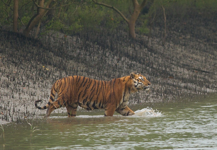 Protection For Tigers