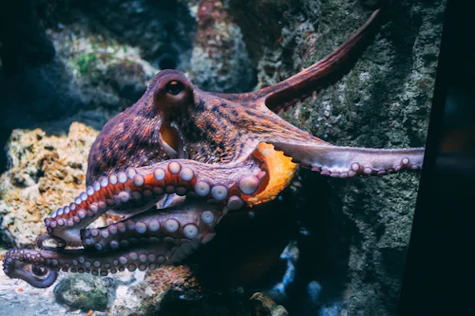 The Ethical and Environmental Impact of Octopus Farming