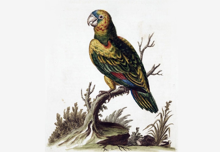 Yellow Shouldered Parrot