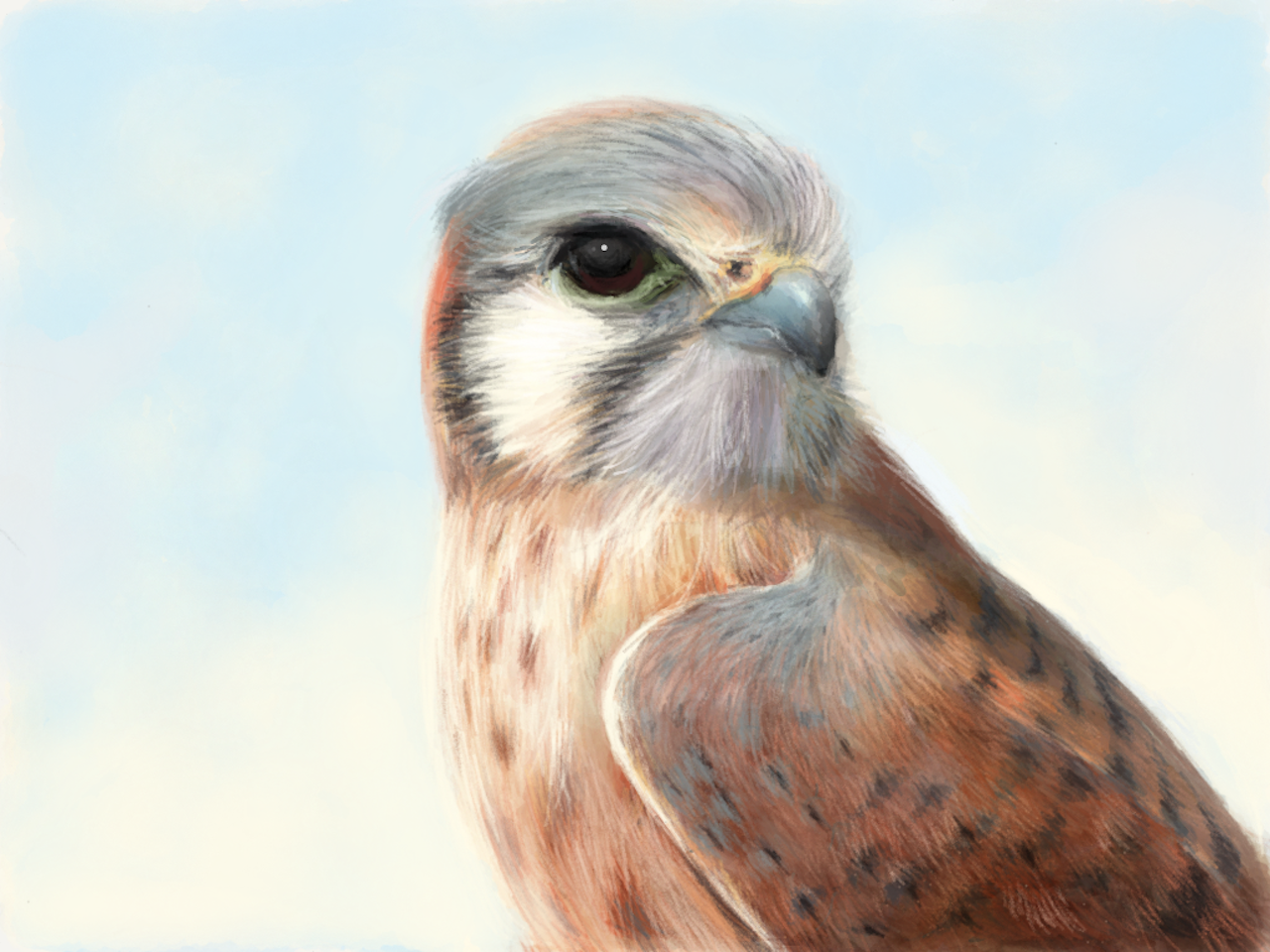 BIRD STUDIES  [Digital painting]