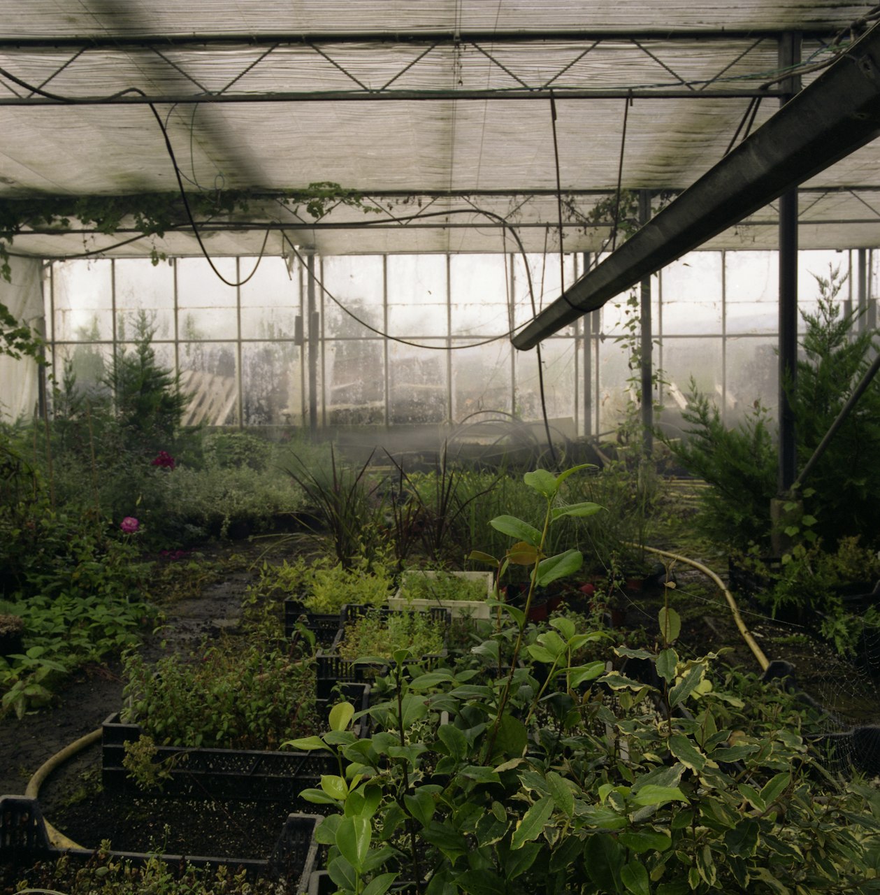 Anna Rackard Photography - ANNA RACKARD