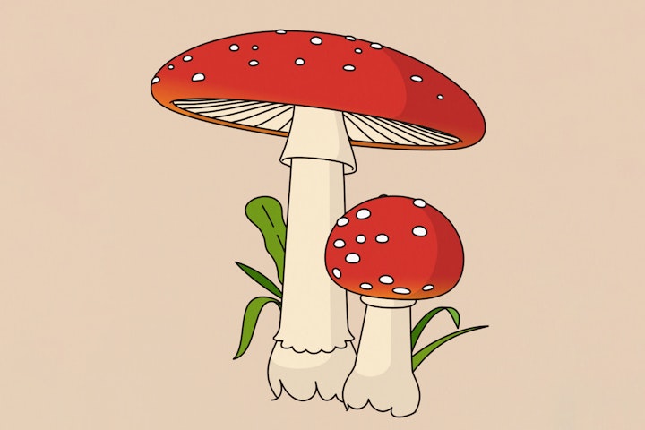 Emile - Mushrooms of New Zealand