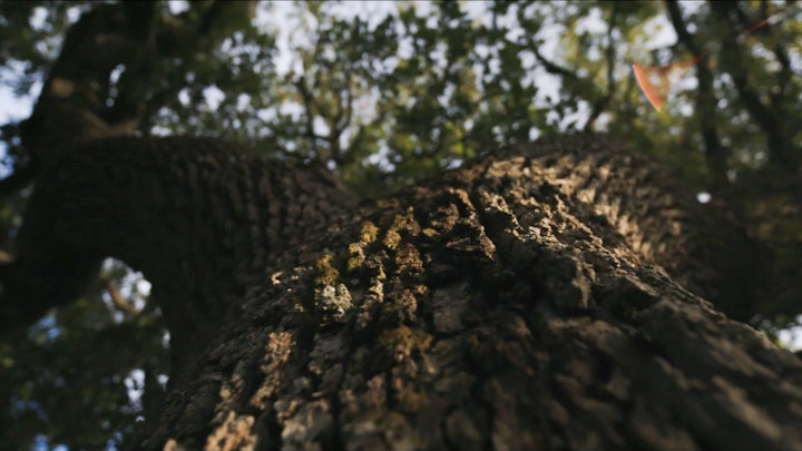 luce della vite capitolo 25 (trailer)