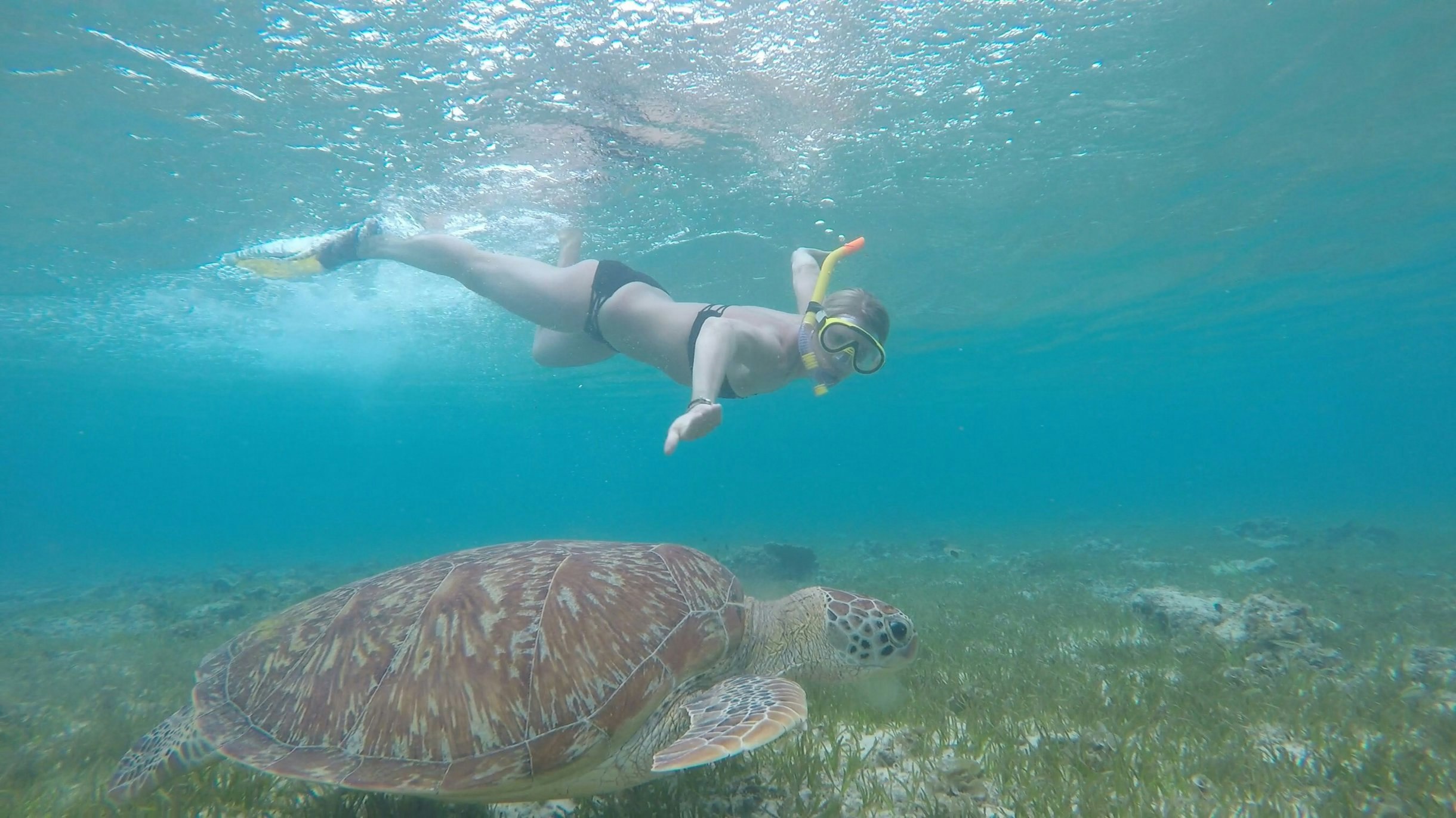 Snorkelling with Turtles - Gili Trawangan
