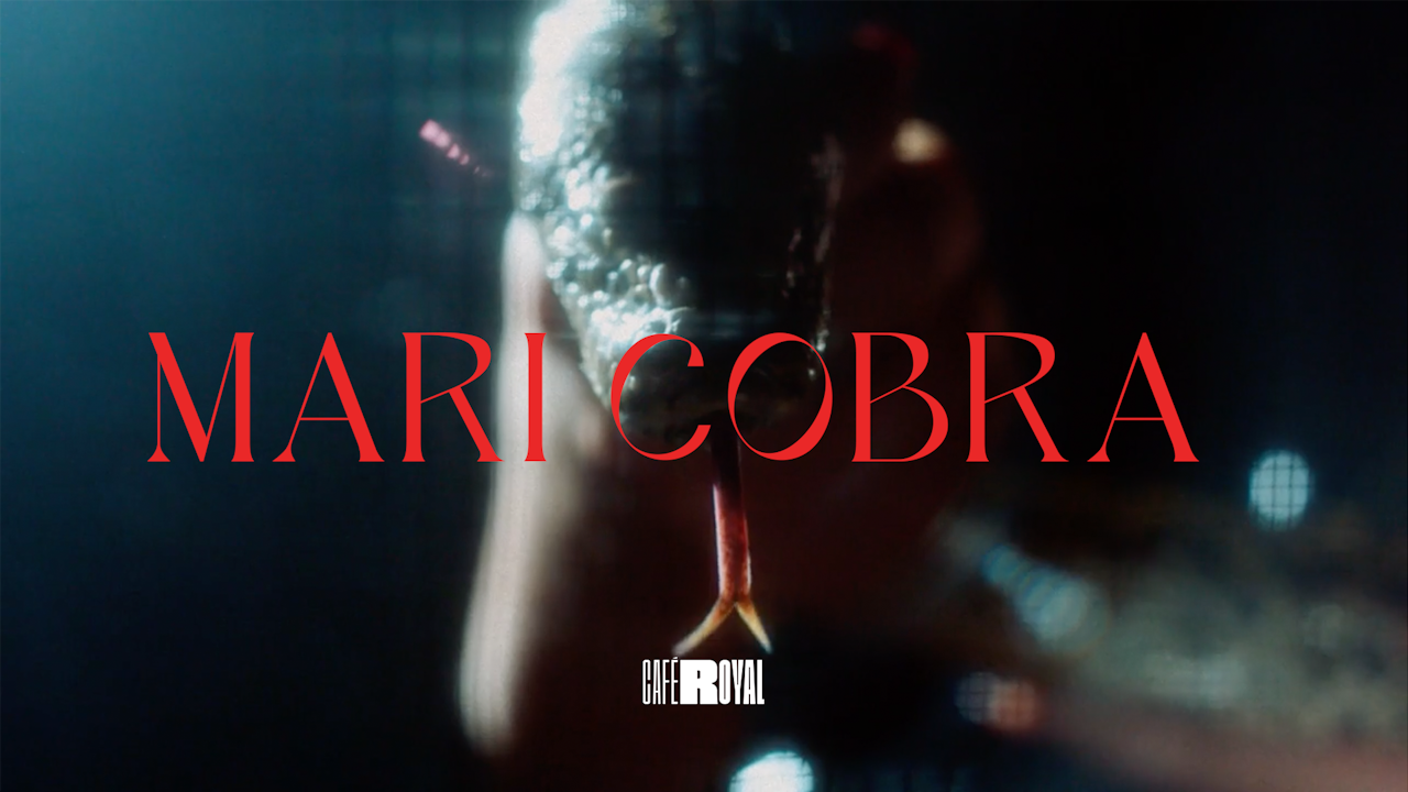 SNAKE - mari cobra