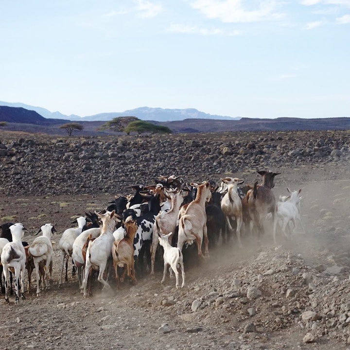 Lake Turkana Wind Power Goat herder
