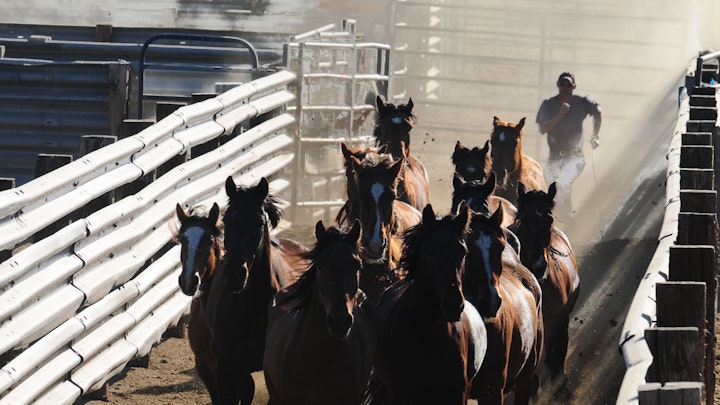 Among Horses and Men, documentary 70 min -