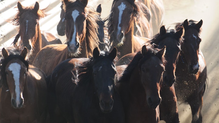 Among Horses and Men, documentary 70 min -