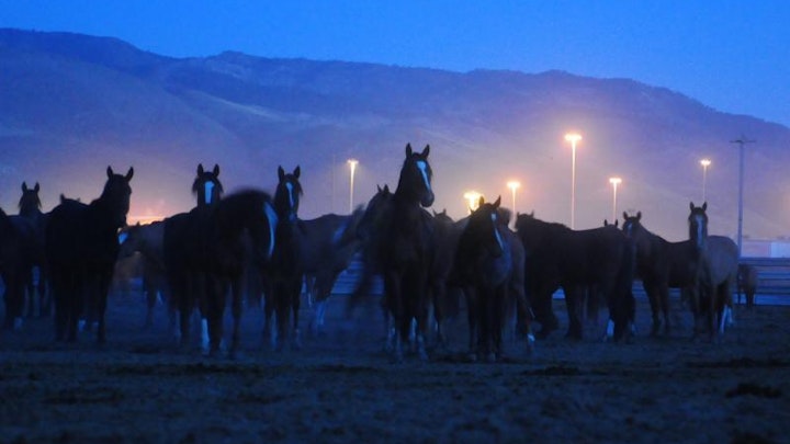 Among Horses and Men, documentary 70 min -