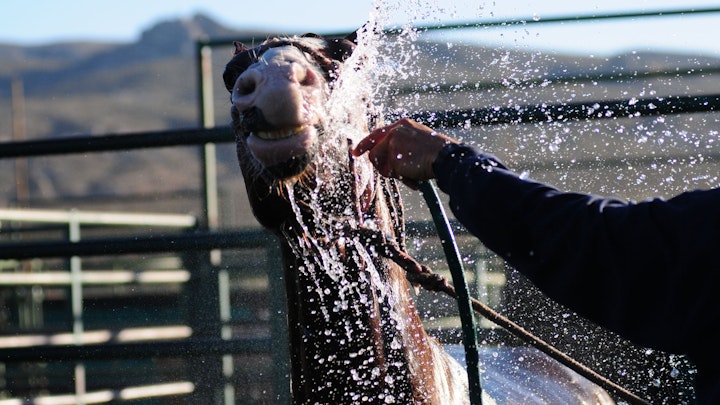 Among Horses and Men, documentary 70 min - cleaning the saddled horse on the day they ara sold