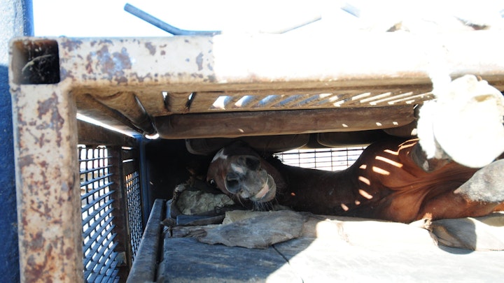 Among Horses and Men, documentary 70 min -