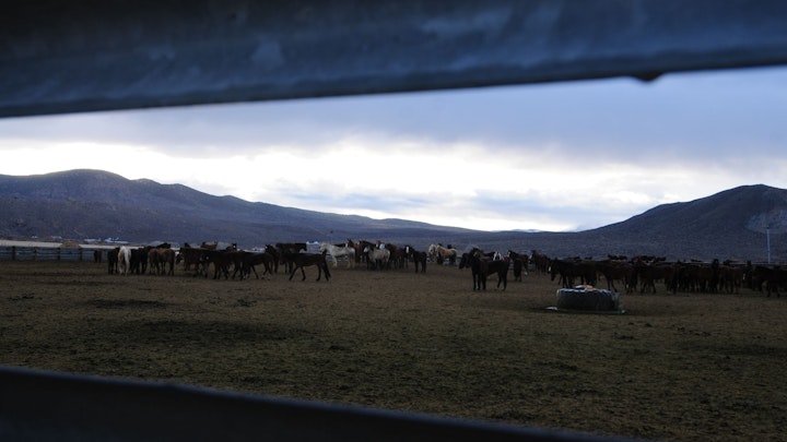 Among Horses and Men, documentary 70 min -