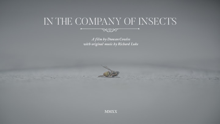 In the Company of Insects