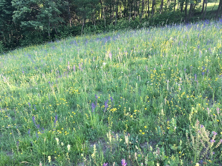 Garden in motion