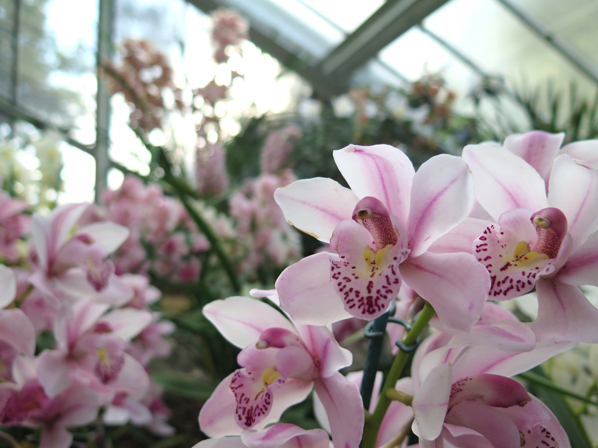 Orchid Festival at Kew Gardens