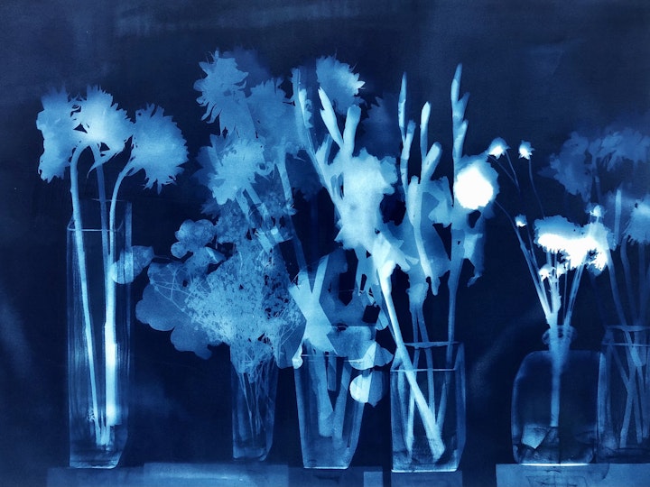 With Craspedia, cyanotype photogram on Arches Platine paper, 30x44 inches (#230)
