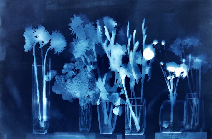 With Craspedia, cyanotype photogram on Arches Platine paper, 30x44 inches (#230)