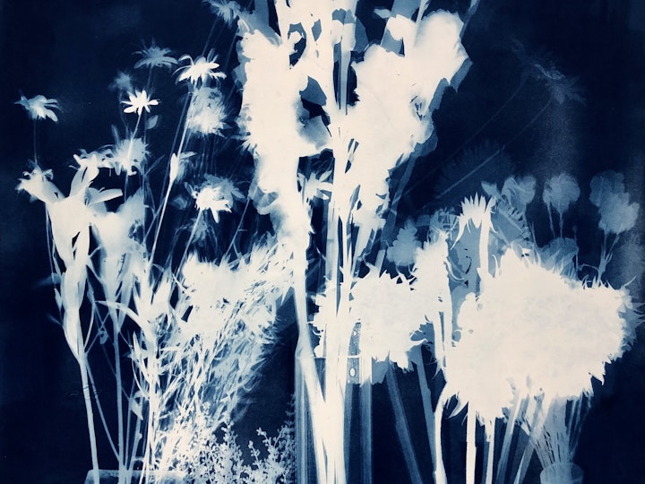 With Black Eyed Susans from the Yard, cyanotype photogram on Revere Platinum Paper, 44x30 inches (#209)