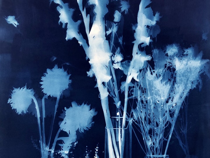 With Gladiola, cyanotype photogram on Arches Platine paper,  44x30 inches