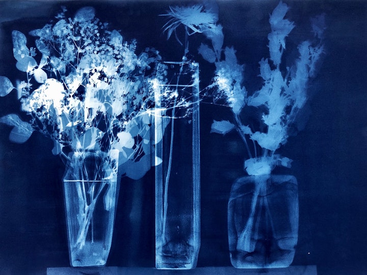 With Single Spider Mum, cyanotype photogram on Revere Platinum paper, 22x30 inches (#251)