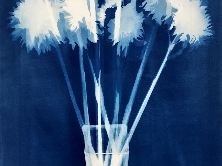 Just Sunflowers II, cyanotype photogram on Arches Platine paper, 32x20 inches (#236)