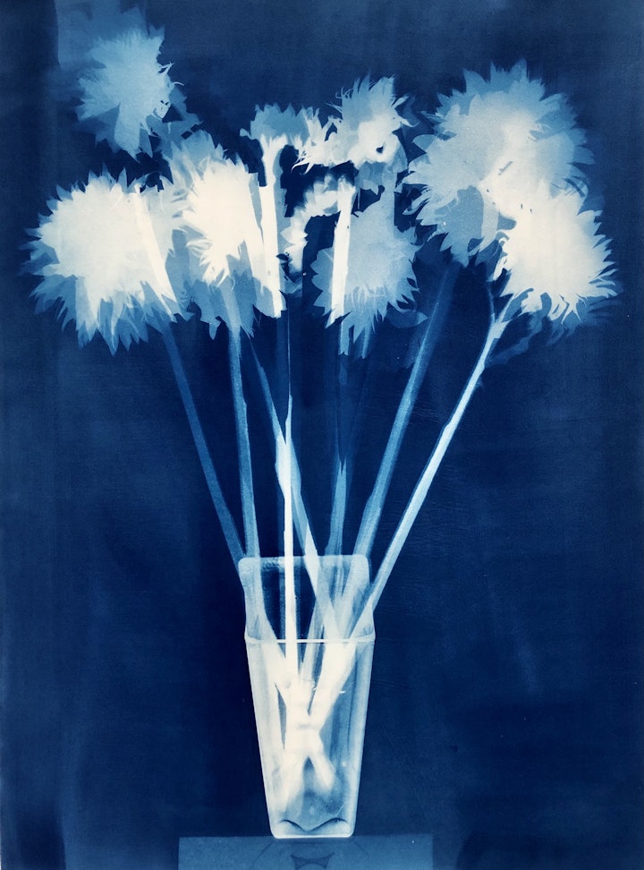 Just Sunflowers II, cyanotype photogram on Arches Platine paper, 32x20 inches (#236)