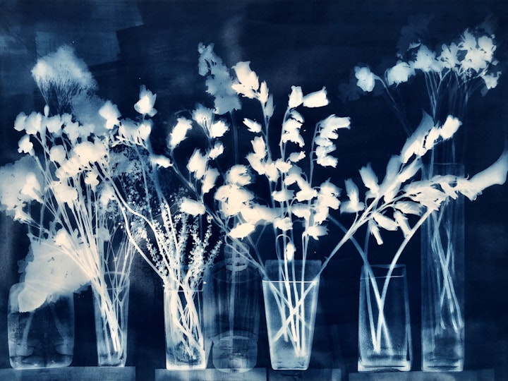 With Yarrow, cyanotype photogram on Revere Platinum paper, 30x44 inches (#229)