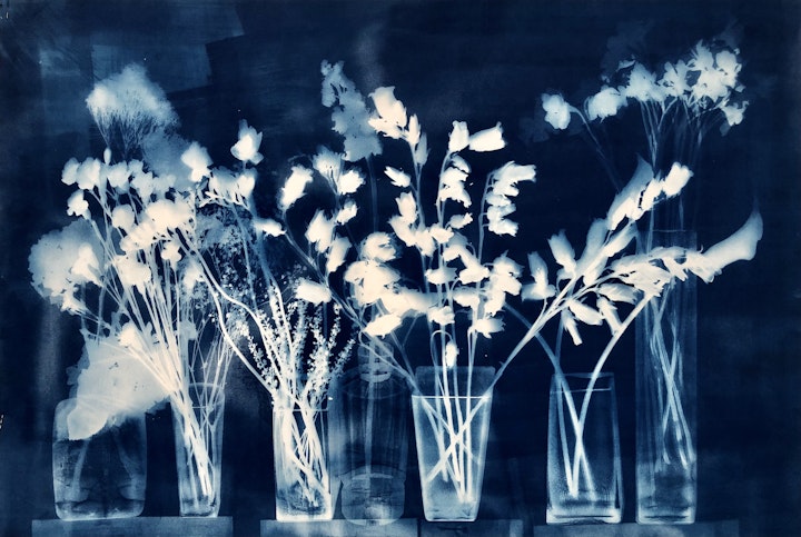 With Yarrow, cyanotype photogram on Revere Platinum paper, 30x44 inches (#229)