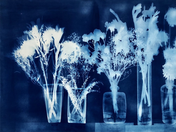 With Mums, cyanotype photogram on Revere Platinum paper, 30x44 inches (#220)