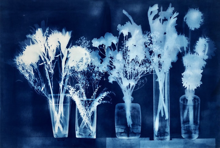 With Mums, cyanotype photogram on Revere Platinum paper, 30x44 inches (#220)