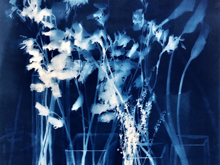 With Campanella and Freesia, cyanotype photogram on Arches Platine paper, 30x22 inches, (#247)