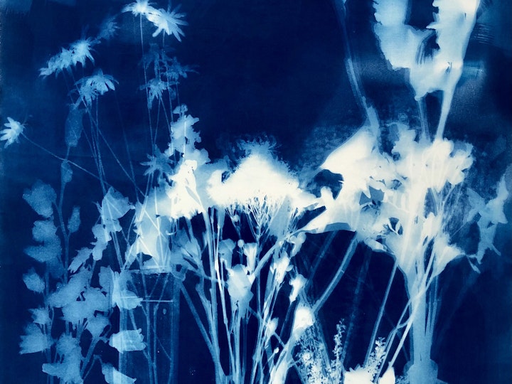 With Gardenia, cyanotype photogram on Revere Platinum paper, 44x30 inches (#213)