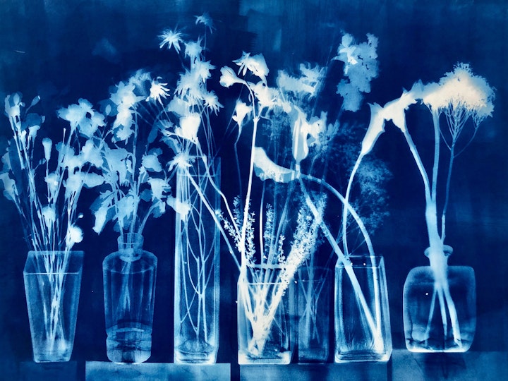 With Gerbera, cyanotype photogram on Revere Platinum paper, 30x44 inches (#228)