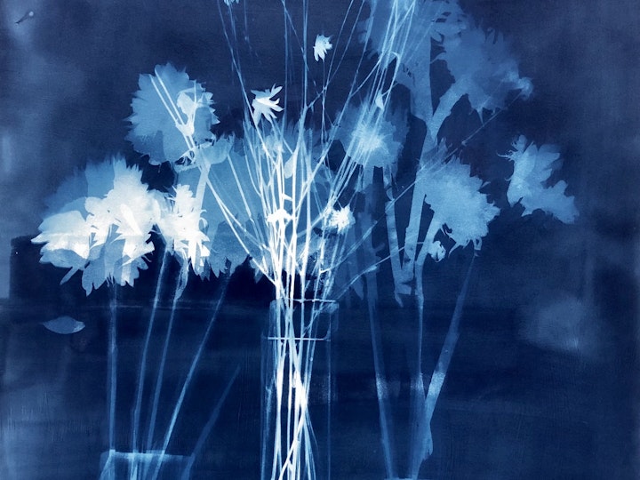 With Flying Yard Flowers, cyanotype photogram on Revere Platinum paper, 44x30 inches, (#210)