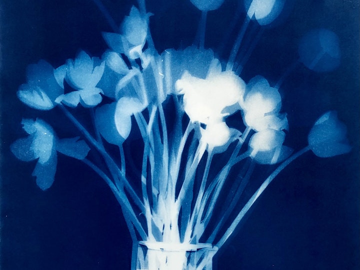 Just Tulips I, cyanotype photogram on Twin Rocker, 30x18 inches (#250)