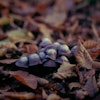 mushrooms - Sordid Blewit (Lepista Sordida) in Epping Forest, UK